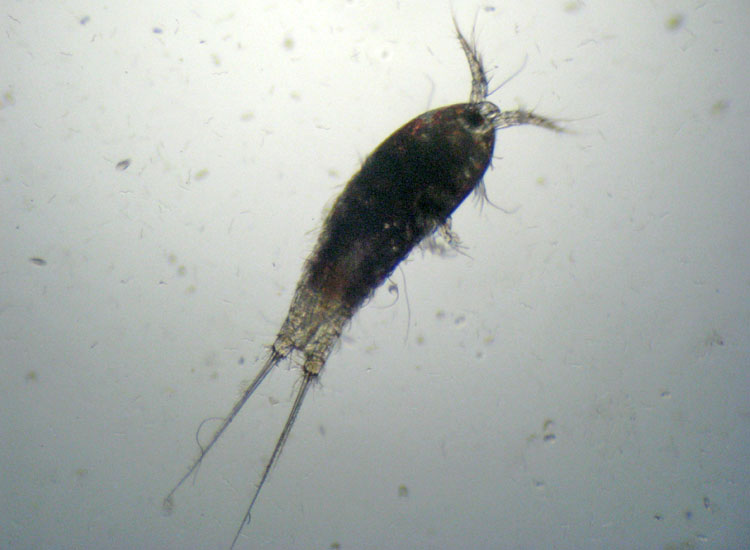 Microscopia salata